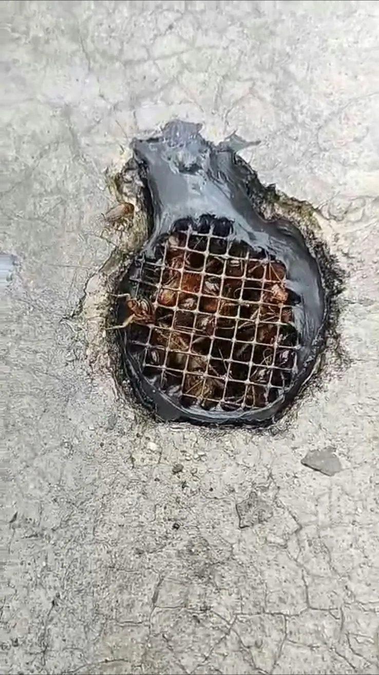 Coladera sellada con malla y cucarachas americanas atrapadas debajo, sin poder salir al patio