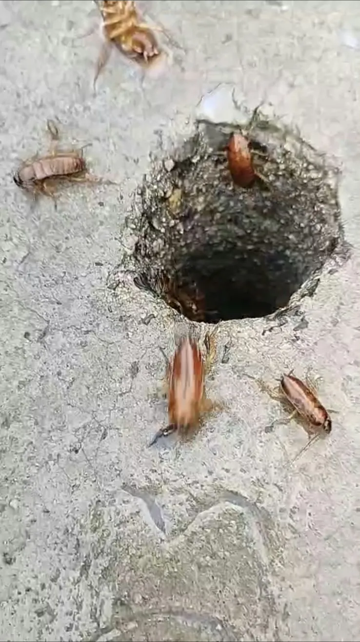 Cucarachas americanas saliendo de una coladera sin rejilla en el piso de un patio en Puebla