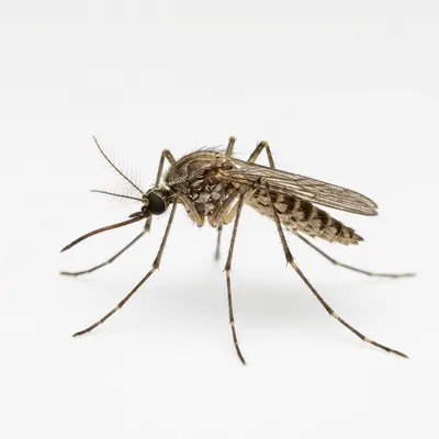 Fumigación de Mosquitos en Puebla