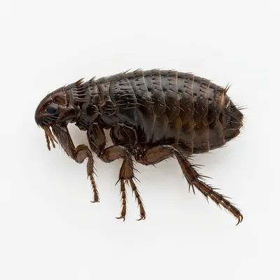 Fumigación de Pulgas en Puebla